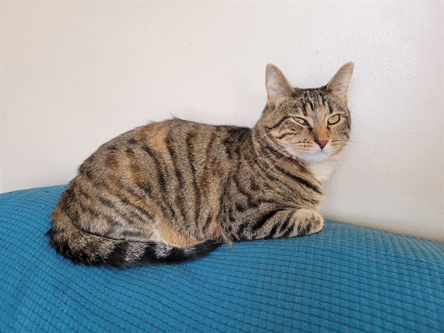 adoptable Cat in MSC, UT named TABITHA