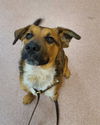 adoptable Dog in MSC, UT named CHARLIE