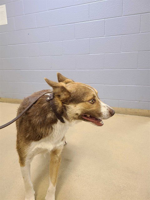 adoptable Dog in MSC, UT named PHELICKS