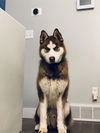 adoptable Dog in  named DANTE