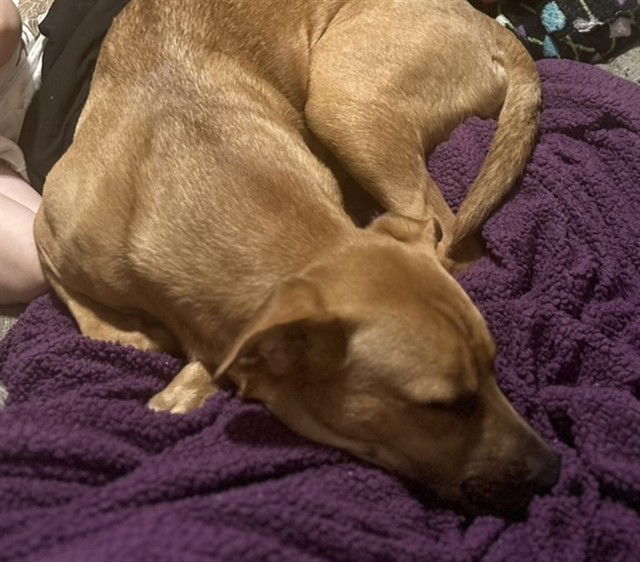 adoptable Dog in MSC, UT named NOVA