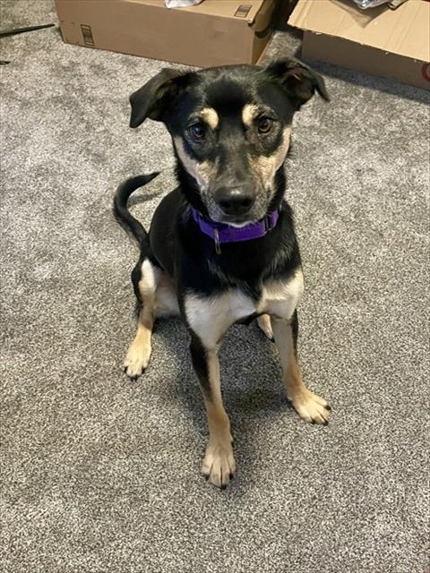 adoptable Dog in MSC, UT named WILLOW