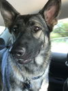 adoptable Dog in MSC, UT named FREYJA