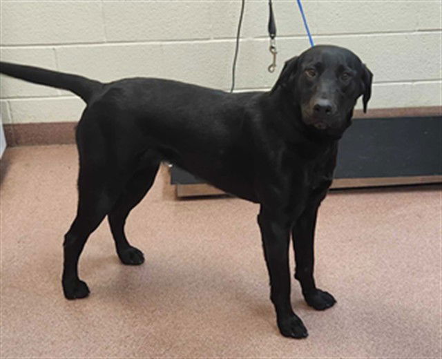 adoptable Dog in MSC, UT named INDIE