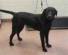 adoptable Dog in  named INDIE