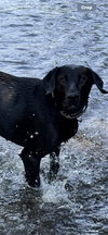 adoptable Dog in MSC, UT named INDIE