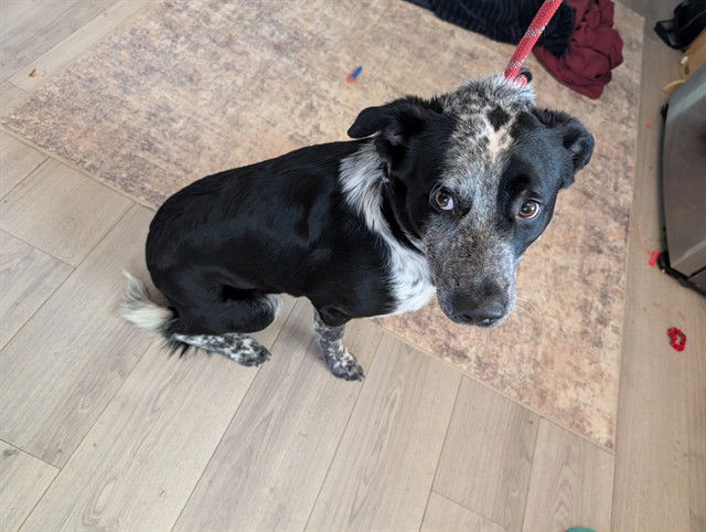 adoptable Dog in MSC, UT named DONALD