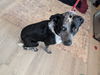 adoptable Dog in  named DONALD