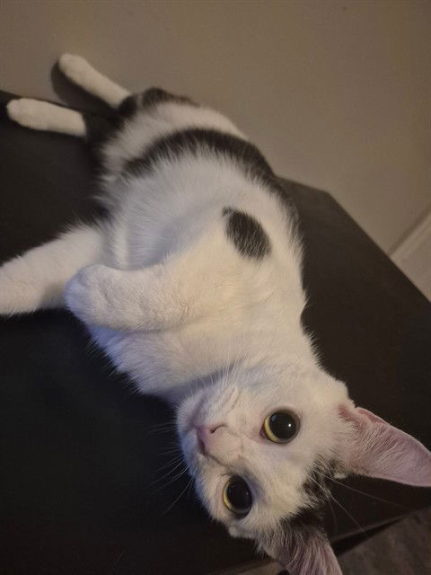 adoptable Cat in MSC, UT named SILBY