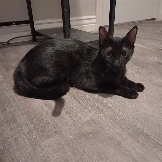 adoptable Cat in MSC, UT named IDA