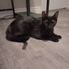 adoptable Cat in msc, UT named IDA