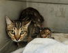 adoptable Cat in msc, UT named YOLANDA