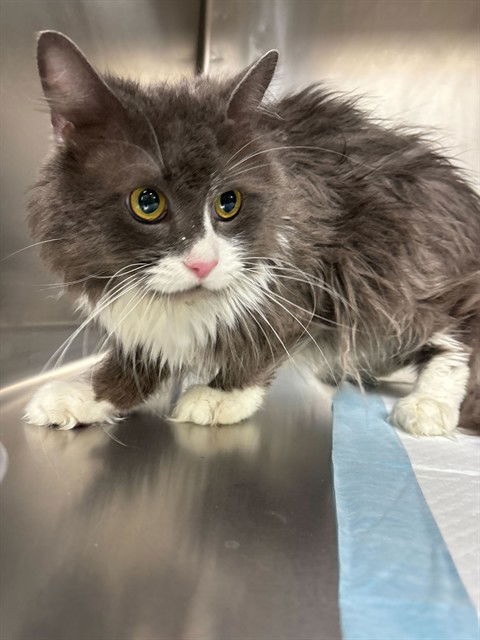 adoptable Cat in MSC, UT named TUCKER