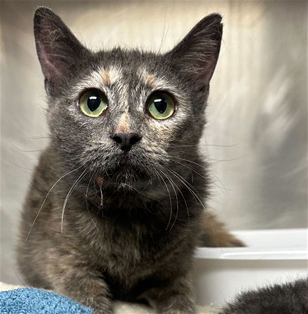 adoptable Cat in MSC, UT named BUMBLE