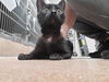 adoptable Cat in msc, UT named JELLO SALAD