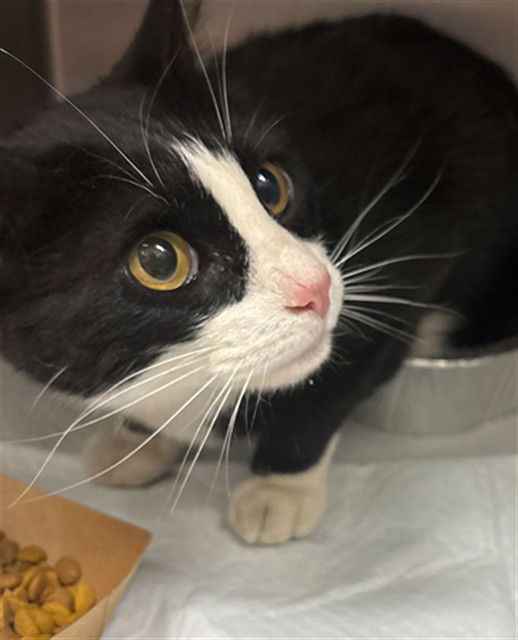 adoptable Cat in MSC, UT named TINDER