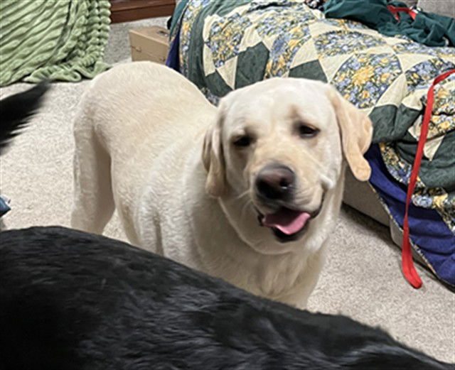 adoptable Dog in MSC, UT named GUNNER
