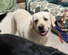 adoptable Dog in  named GUNNER