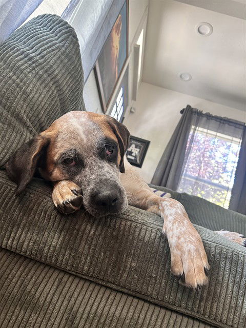 adoptable Dog in MSC, UT named GEORGE