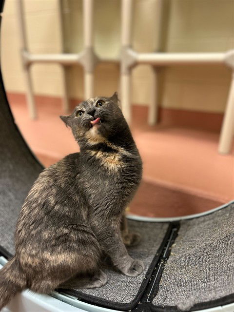 adoptable Cat in MSC, UT named BEE