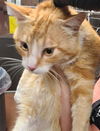 adoptable Cat in , UT named GEORGE