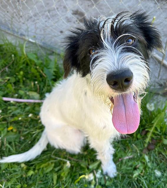 adoptable Dog in MSC, UT named KIRA