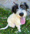 adoptable Dog in msc, UT named KIRA