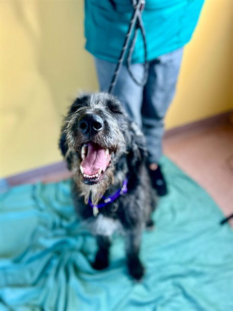 adoptable Dog in MSC, UT named STELLA