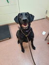 adoptable Dog in  named CAPTAIN