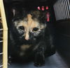 adoptable Cat in , UT named TRINITY