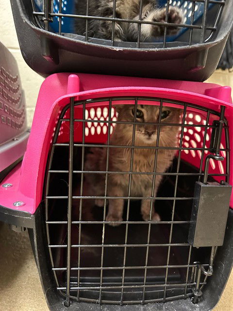 adoptable Cat in MSC, UT named WRIGEY