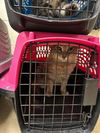 adoptable Cat in , UT named WRIGEY