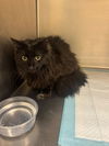 adoptable Cat in , UT named FENWAY