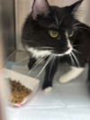 adoptable Cat in , UT named MINX