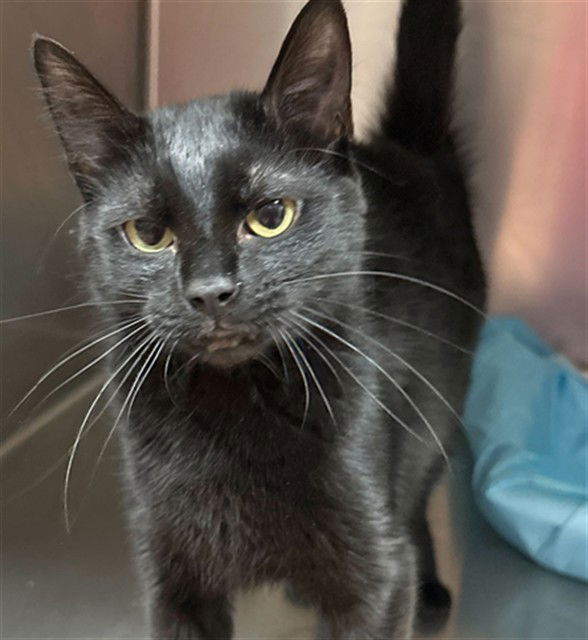 adoptable Cat in MSC, UT named LUNA