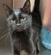 adoptable Cat in , UT named LUNA