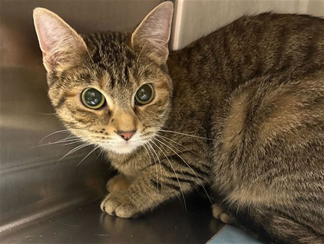 adoptable Cat in MSC, UT named MINUTE MAID