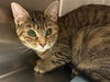 adoptable Cat in , UT named MINUTE MAID