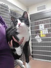 adoptable Cat in , UT named KAUFFMAN