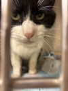 adoptable Cat in , UT named ROGERS CENTRE