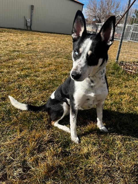 MAGGIE