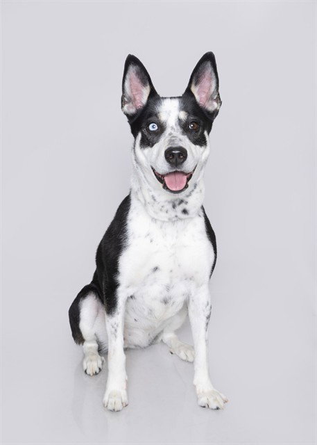 MAGGIE, an adoptable Siberian Husky in Ogden, UT