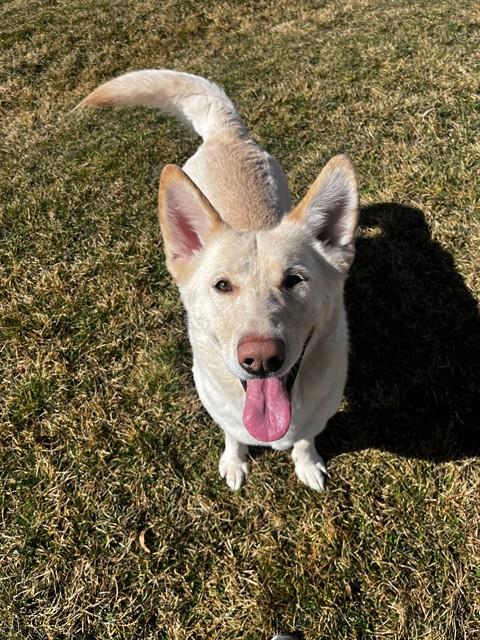 picture of the dog needing adoption