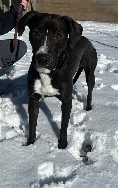 picture of the dog needing adoption