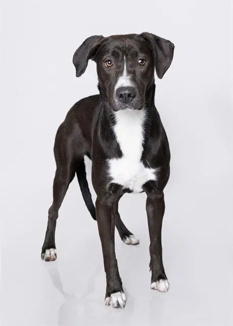 Mamma - Pit Bull Terrier