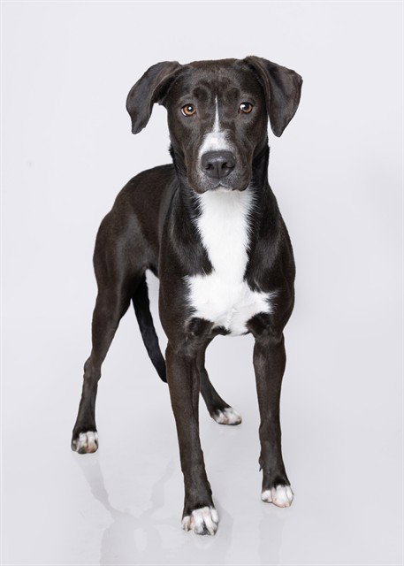 MAMMA, an adoptable Pit Bull Terrier in Ogden, UT