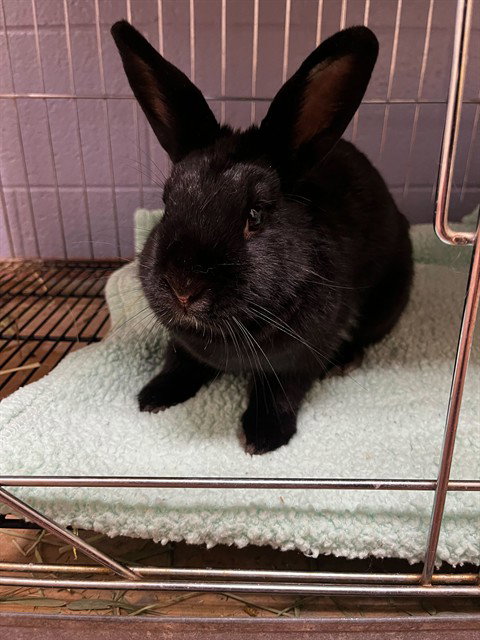 FIG Image