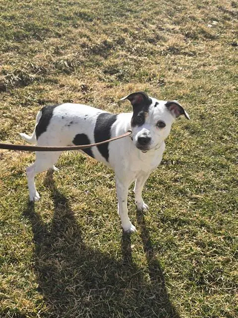 Tasha - Queensland Heeler