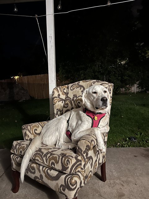 Great Pyrenees