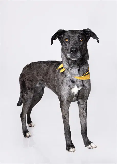 Lucybell - Catahoula Leopard Dog